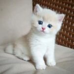 munchkin kittens for sale