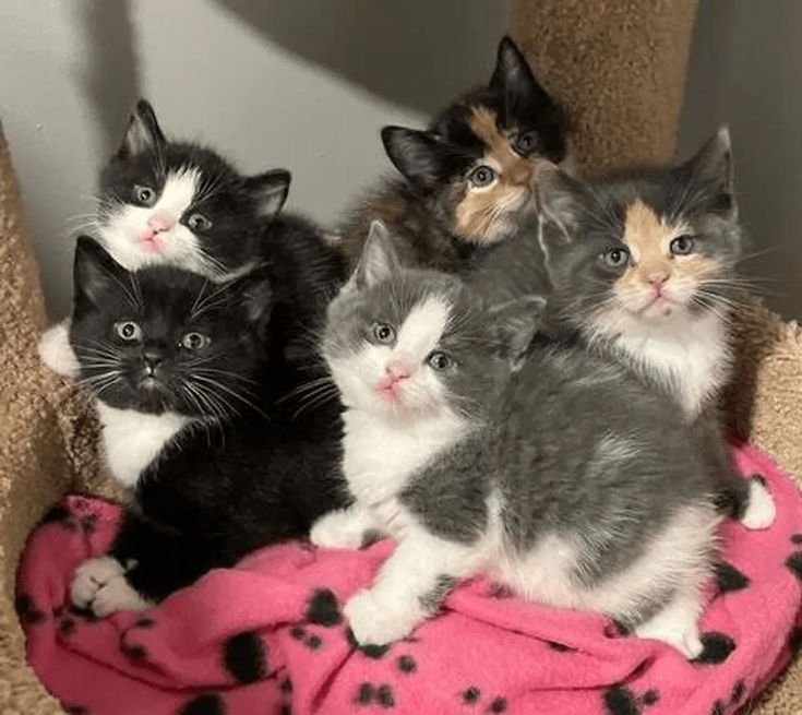 munchkin kitties for sale near me