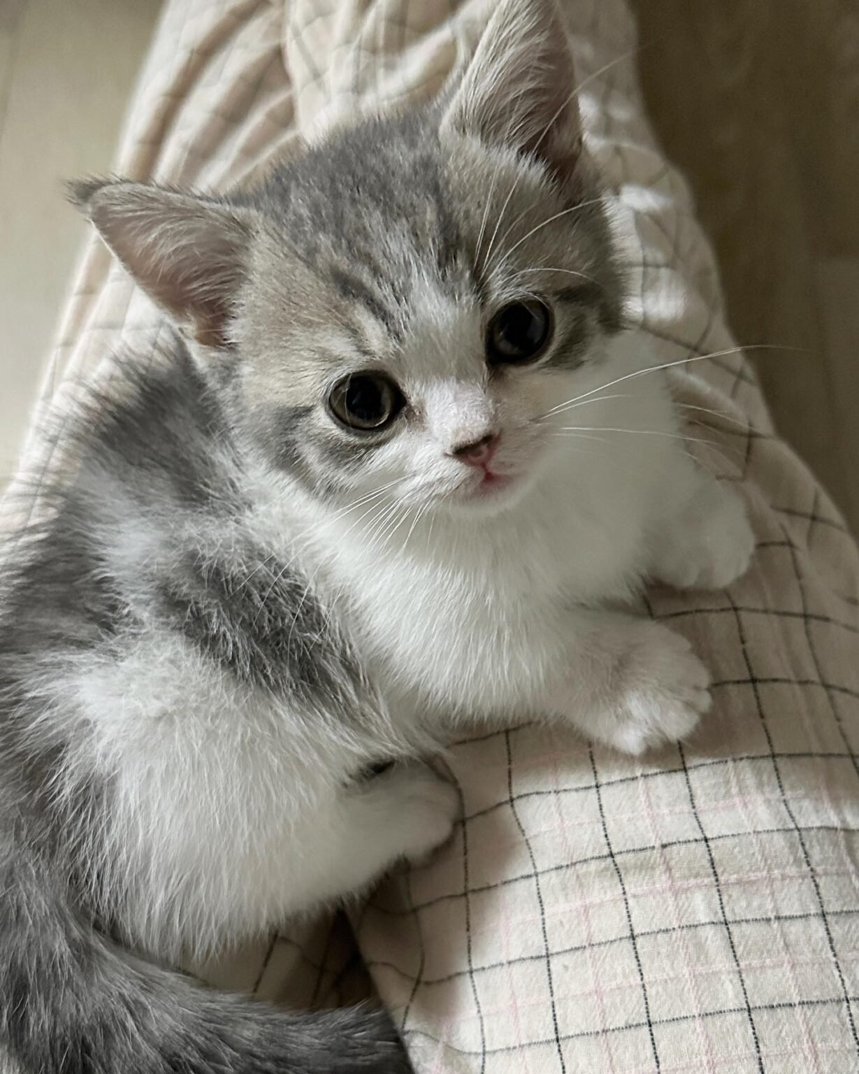 Munchkin kittens For Sale munchkinkitties com