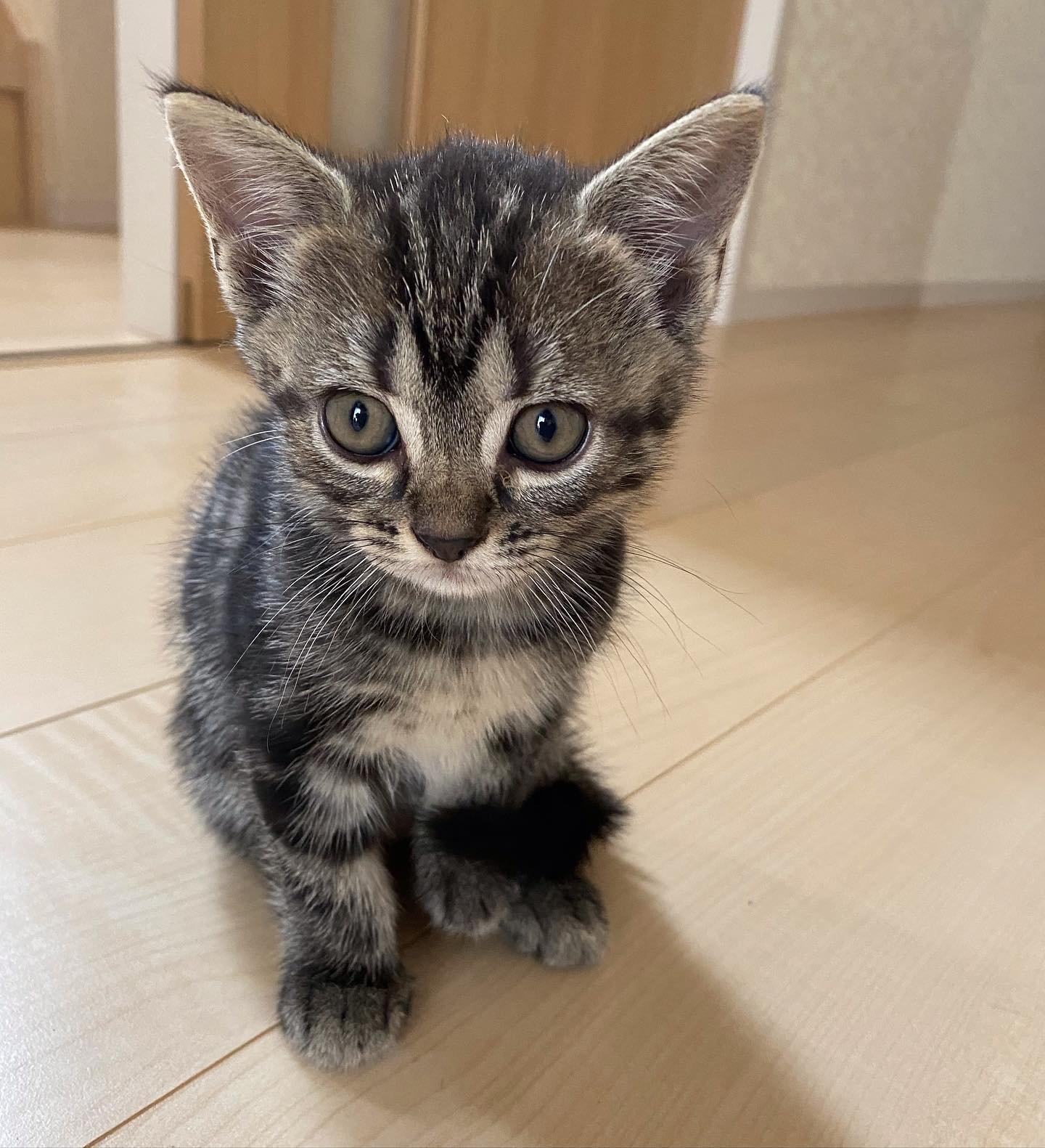 munchkin kitties for sale