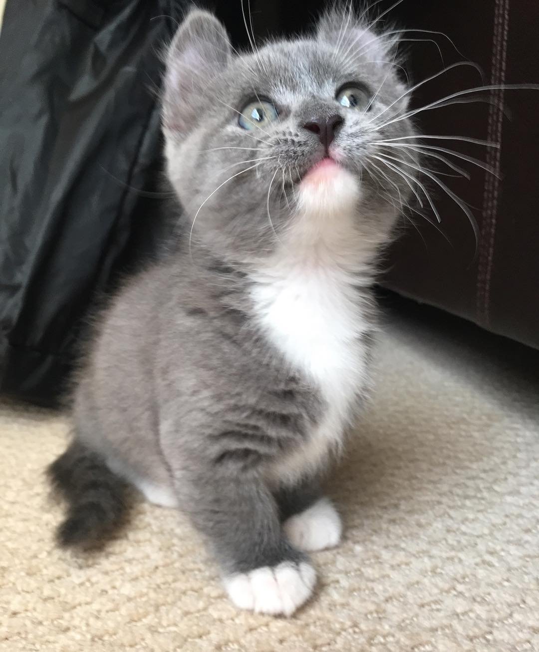 munchkin kittens for sale