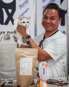 munchkin kitties for sale