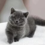 munchkin cat for sell