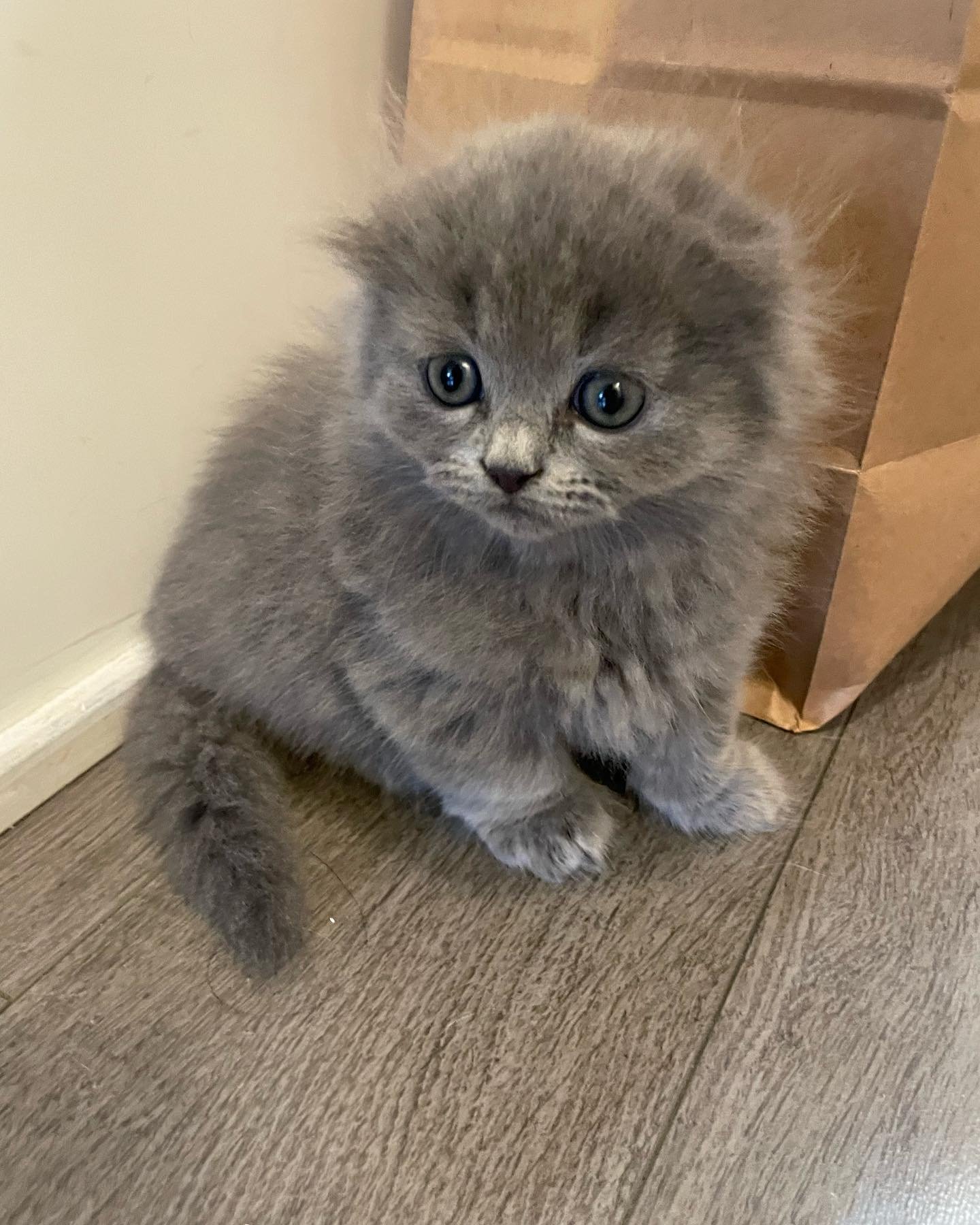 munchkin kittens for sale