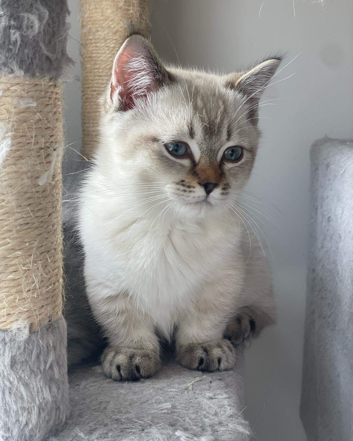 munchkin kittens for sale