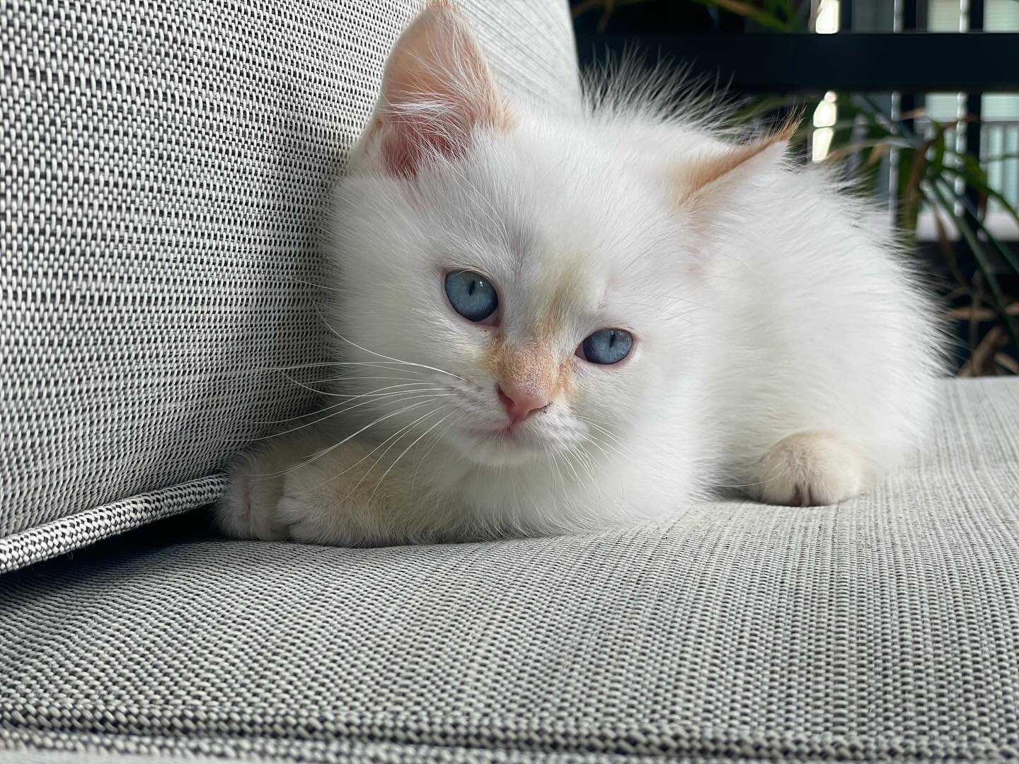 munchkin kittens for sale