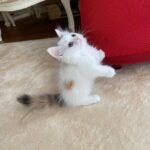 munchkin cat for sale