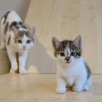 munchkin kitties for sale