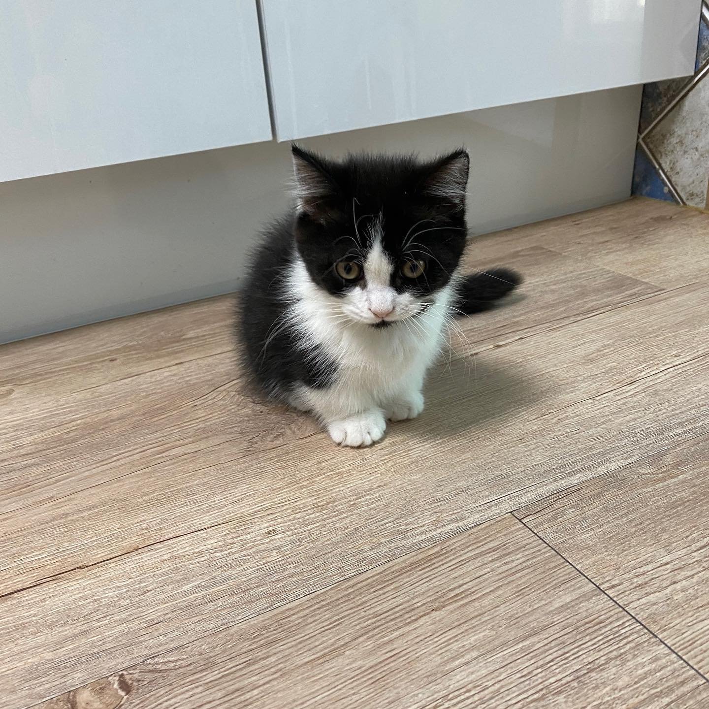 buy munchkin cat