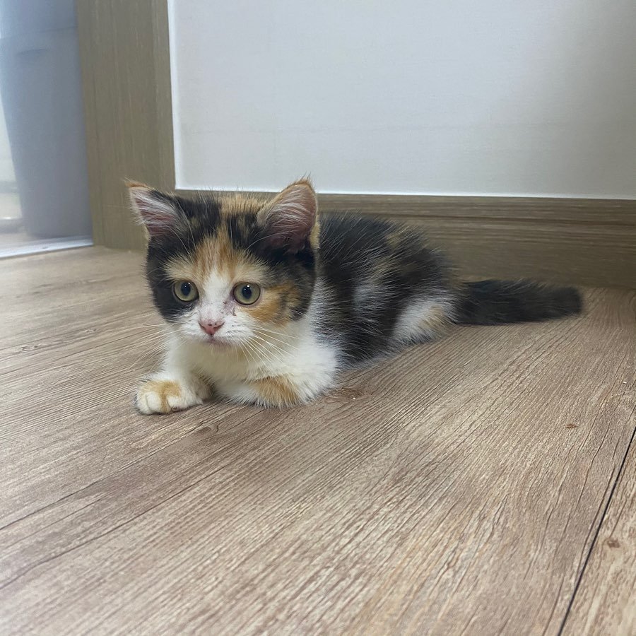 munchkin kittens for sale