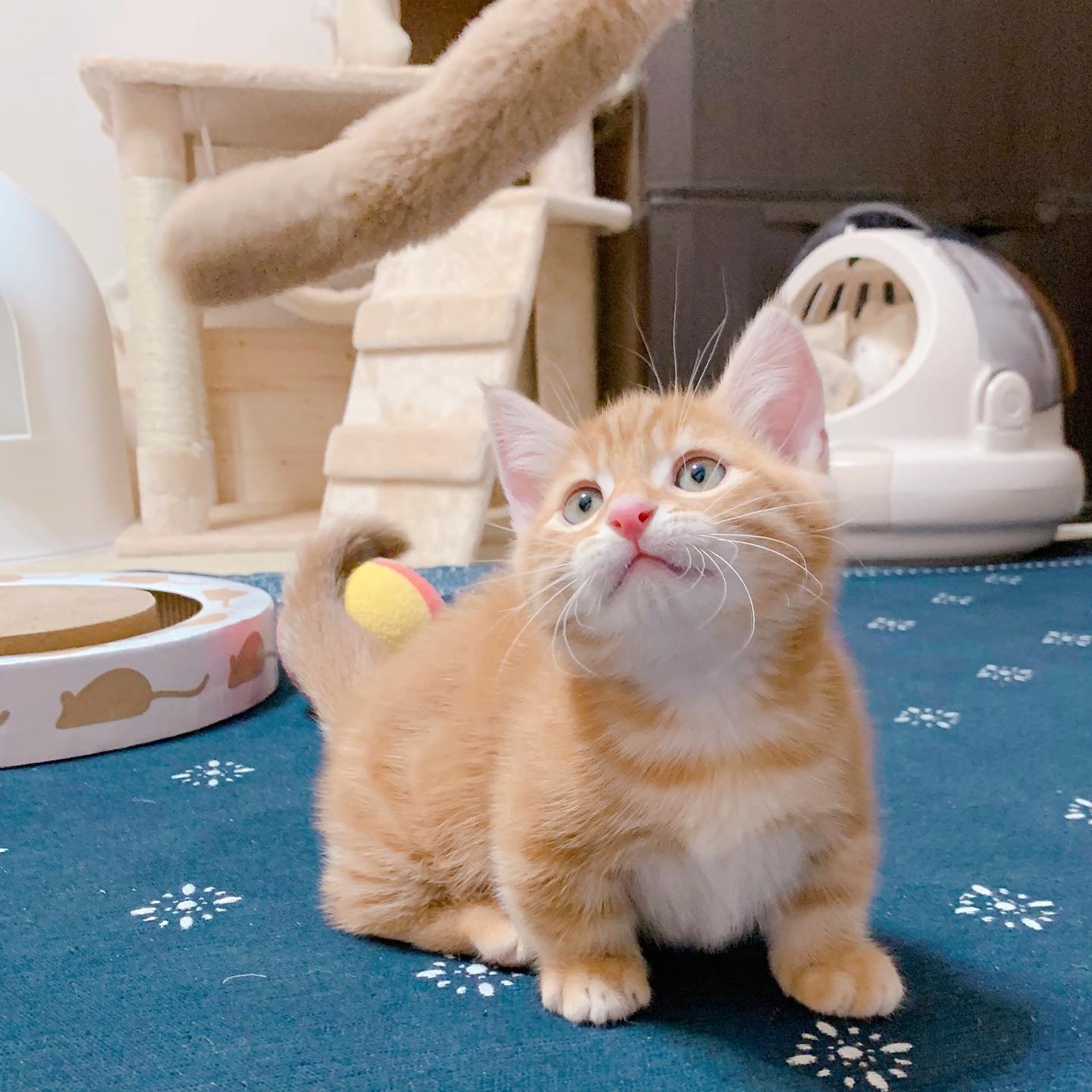 munchkin kitties for sale